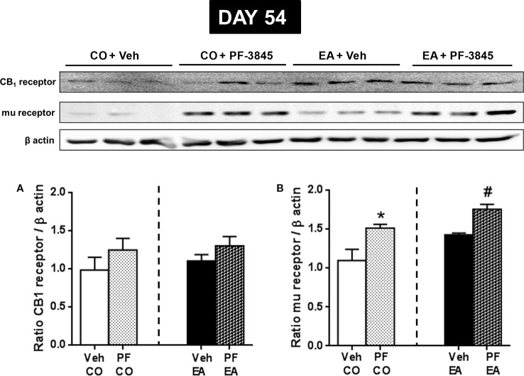 Expression of CB1 (A) and mu-opioid receptor (B) in CO and EA rat brain after FAAH inhibitor PF treatment at day 54. This drug did not modify CB1 expression (A), whereas mu-opioid receptor expression was significantly increased both in PF-CO and PF-EA rats if compared to their vehicle group (*P < 0.05 vs. CO, #P < 0.05 vs. EA) (B). Representative immunoblots are shown, and the densitometric analyses of protein bands of CB1 receptor and mu-opioid receptor are performed on three separate experiments. All data are expressed as mean ± SEM. Equal loading was confirmed by β-actin staining.