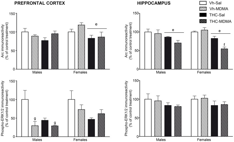 Accumulation of activity-regulated cytoskeletal-associated protein (Arc, upper panels) and phosphorylated extracellular signal-regulated kinase (phosphor-ERK1/2, lower panels) in the frontal cortex (left panels) and hippocampus (right panels) of adult animals sacrificed around pnd 90.Animals were exposed to increasing doses of THC (2.5, 5 and 10 mg/kg) or vehicle from pnd 28 to 45, and to MDMA (10 mg/kg) or saline twice daily every 5 days from pnd 30 to 45 (see text for details). The histograms (mean ± S.E.M.) show the relative change in optical density with respect to the male or female control group. Number of animals per experimental group (n = 4–5). According to ANOVA (P<0.05): (e) significant overall effect of THC within the same sex group; (f) significant MDMA effect among THC-treated animals; (g) significant MDMA effect within the same sex group.