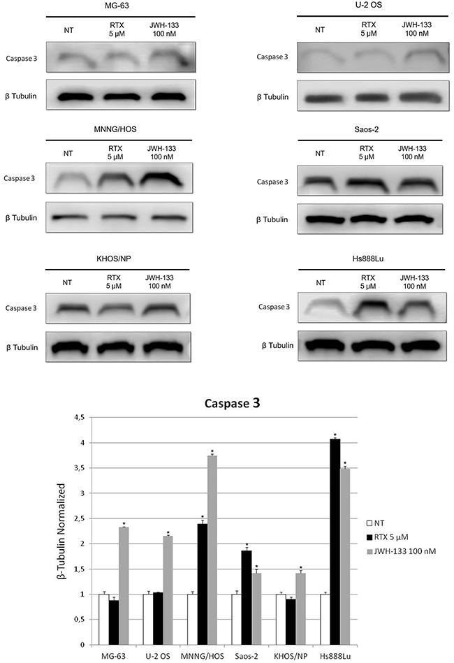 Effects of RTX and JWH-133 on Caspase 3 protein expression levelsCaspase 3 protein expression levels in OS cell lines, determined by Western Blot, starting from 15 μg of total lysates after JWH-133 [100 nM] and RTX [5μM] treatments. The results were normalized for the housekeeping protein β-tubulin. The graph represents the mean and S.D. from two experiments. A t-test has been used to evaluate the statistical differences in protein expression levels. * indicates p ≤ 0.05 compared to the untreated control (NT).