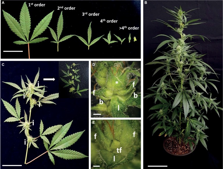 Architecture of Cannabis cv. NB140 following inflorescence development. (A) Representative image of leaves collected from branches of increasing orders. Bar = 5 cm. (B) Flowering cannabis plant “NB140,” 22 days after transition to short photoperiod conditions. Bar = 10 cm. (C) Representative image of second-order branch, 22 days after transition to short photoperiod conditions. Insert = disassembled third-order inflorescence. Bar = 5 cm. (D) Fifth-order phytomer. Bar = 2 mm. (E) Sixth-order phytomer (marked with * in D) with terminal flower and two solitary flowers and reduced leaf. Bar = 1 mm. l, reduced leaf; b, bracts; f, solitary flower; i, inflorescence; tf, terminal flower.