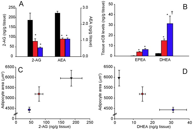 Modulation of adipose tissue levels of endocannabinoids and endocannabinoid-like molecules by dietary LC n-3 PUFA in the ‘reversal study’.Following a 4-month-period of cHF-feeding, mice were fed for additional 9 weeks cHF diet, or treated using either cHF+ω3TG or cHF+ω3PL diet supplemented with 30 g DHA/EPA per kg; all diets also contained 2 g metformin per kg. The effects of LC n-3 PUFA supplementation on adipose tissue levels of 2-arachidonoylglycerol (2-AG) and anandamide (AEA; A), as well as on the levels of N-eicosapentaenoylethanolamine (EPEA) and N-docosahexaenoylethanolamine (DHEA; B); cHF, black bars; cHF+ω3TG, red bars; cHF+ω3PL, blue bars. The relationship between adipocyte size and adipose tissue levels of either 2-AG (C) or DHEA (D) in mice fed cHF (black triangles), cHF+ω3TG (red circles), or cHF+ω3PL (blue circles) diet. Data are means±SEM (n = 8–9). *Significantly different from cHF (t-test or ANOVA); †significantly different from cHF+ω3TG (ANOVA).