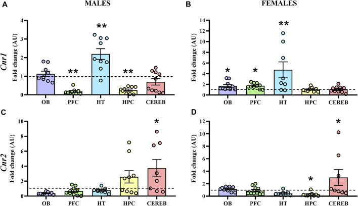 Gene expression of CB1R and CB2R in WT (male n = 10; female n = 10) and APP/PS1 (male n = 10; female n = 10) mice at 3 months of age. RT-qPCR assay was performed to analyze the expression of Cnr1 in (A) males and (B) females, as well as the expression of Cnr2 in (C) males and (D) females. The X axis shows the five brain-regions analyzed: olfactory bulb (OB), prefrontal cortex (PFC), hypothalamus (HT), hippocampus (HPC), and cerebellum (CEREB). The Y axis shows the mRNA expression as a fold change comparing male and female APP/PS1 mice with its corresponding WT (represented as a dashed line). Values are presented as the mean ± SEM. *p < 0.05, **p < 0.01, vs. WT group (genotype effect); (Mann–Whitney test).