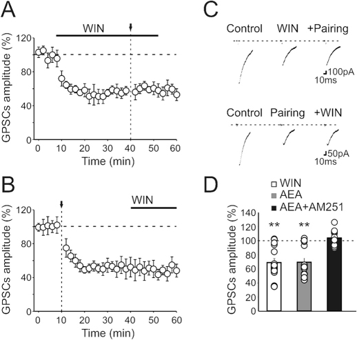 CB1 receptor agonists reduce the amplitude of MF-GPSCs.(A) The depressant effect of WIN 55,212-2 (2 μM, bar) on MF-GPSCs was occluded by subsequent pairing (arrow, n = 12). (B) When WIN 55,212-2 (bar) was applied after pairing (arrow) it did not affect MF-GPSCs (n = 8). (C) Individual samples (average of 30 to 60 responses including failures) from A and B respectively. (D) Mean MF-GPSCs amplitude obtained in all cells tested after application of WIN 55,212-2 (n = 17), AEA (n = 13) or AEA plus AM351 (n = 10). Note that AM251 completely antagonized the effects of AEA on MF-GPSCs. **p ≤ 0.01.