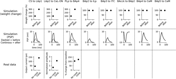 Changes of the connection weights and PSP before and after fear conditioning. First row: simulated connection weights before and after fear conditioning. Second row: simulated effect of a 30 ms presynaptic stimulation on the PSP of the plastic connections of the model (the presynaptic stimulation was adjusted to obtain a change of maximum 10 mV in the postsynaptic unit). Third row: available real data from literature, showing an LTP respectively in the output current evoked in LA neurons by a stimulation of the CS-pathway (McKernan and Shinnick-Gallagher, 1997), in the normalized current evoked in CeL-ON neurons with a stimulation of LA (Li et al., 2013), and in the response of BA to the mPFC input (Vouimba and Maroun, 2011). The other simulated synapses shown here to be stable have never been reported in the literature to undergo LTP or LTD during fear conditioning.