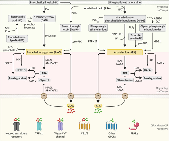 Schematic representation of endocannabinoids synthesis and degradation pathways with special attention to ECS enzymes (Figure created with BioRender.com)