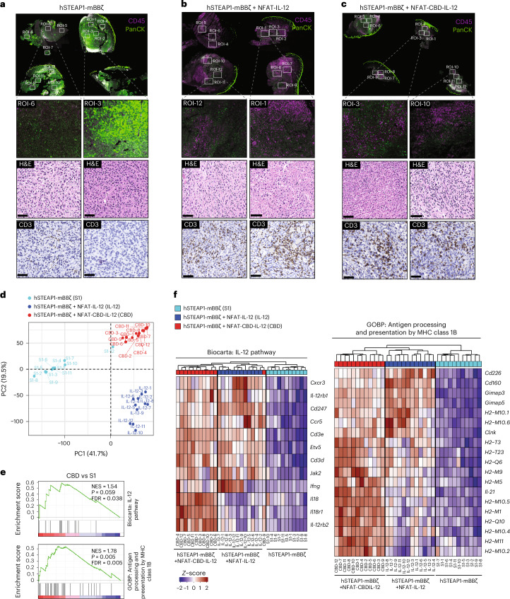 Spatial transcriptome analysis shows CBD-IL-12 CAR-T-mediated changes in the tumour microenvironment.a–c, Regions of interest from hSTEAP1-mBBζ (a) (n = 3 mice), hSTEAP1-mBBζ + NFAT-IL-12 (b) (n = 4) and hSTEAP1-mBBζ + NFAT-CBD-IL-12 (c) (n = 4) treated mice. Immunofluorescence image depict pan-cytokeratin (panCK, green) and CD45 (magenta) stain. Representative images of sections stained with H&E and CD3 are also shown. Scale bars, 50 µm. d, PCA plot showing the distribution of selected ROIs colour coded on the basis of treatment groups. e, Gene set enrichment analysis showing enriched IL-12 pathway and antigen processing and presentation via MHC-class 1B. f, Heat maps showing changes in genes involved in pathways as in e. (e) Enrichment P values were computed using phenotype-based permutation tests (n = 1,000 permutations), and false discovery rate (FDR) q-values were calculated using Benjamini–Hochberg multicomparison analysis.