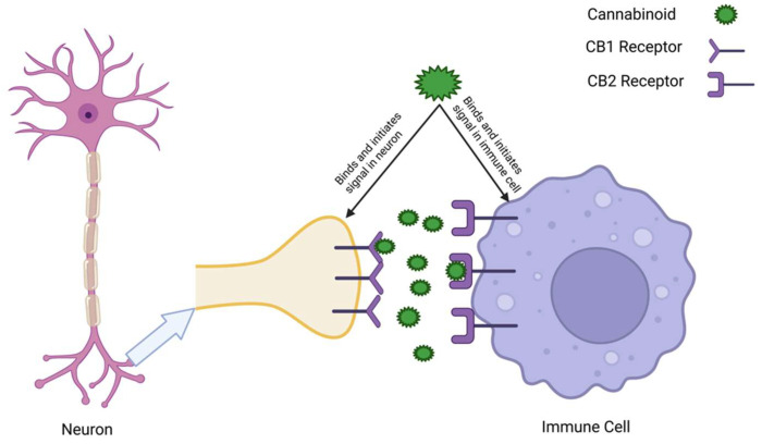 The diagram illustrates how cannabinoids can activate both CB1 and CB2 receptors, facilitating communication between the nervous and immune systems. This interaction underscores the ECS’s role in maintaining physiological balance by modulating neural activity and immune responses through distinct yet interconnected pathways.