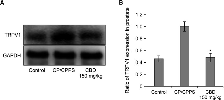 (A) Results of western blot analysis of TRPV1 in the prostate in each group. (B) Quantitative western blot analysis of TRPV/GAPDH in the prostate. TRPV1: transient receptor potential vanilloid 1, GAPDH: glyceraldehyde 3-phosphate dehydrogenase, CP/CPPS: chronic prostatitis/chronic pelvic pain syndrome, CBD: cannabidiol. *p<0.01 compared with CP/CPPS.