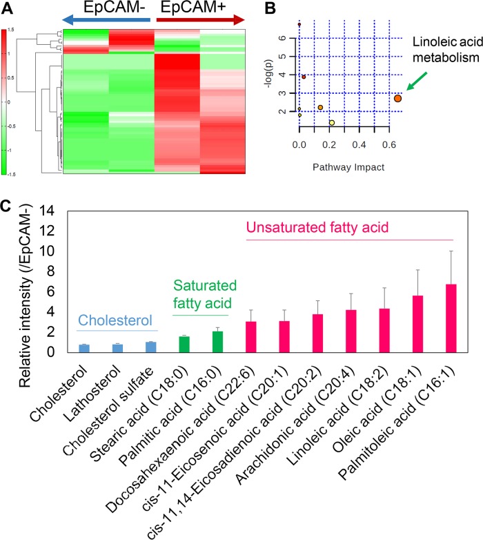 Metabolome characterization of EpCAM+/− HCC cells.The sorted EpCAM+/− JHH7 cells were used. a The clusters generated by hierarchical cluster analysis (HCA) were applied to the lipophilic metabolic profiles detected using a LC-TOFMS-based metabolomics technique. b The pathway impact analysis of differentially expressed metabolites with a fold change of more than 2 between EpCAM+/− HCC cells using MetaboAnalyst 4.0. Metabolic pathways with values > 0.1 were considered to be perturbed. c Relative intensity of cholesterol, saturated fatty acids, and unsaturated fatty acids. The data are presented as the fold changes between EpCAM+/− JHH7 cells.
