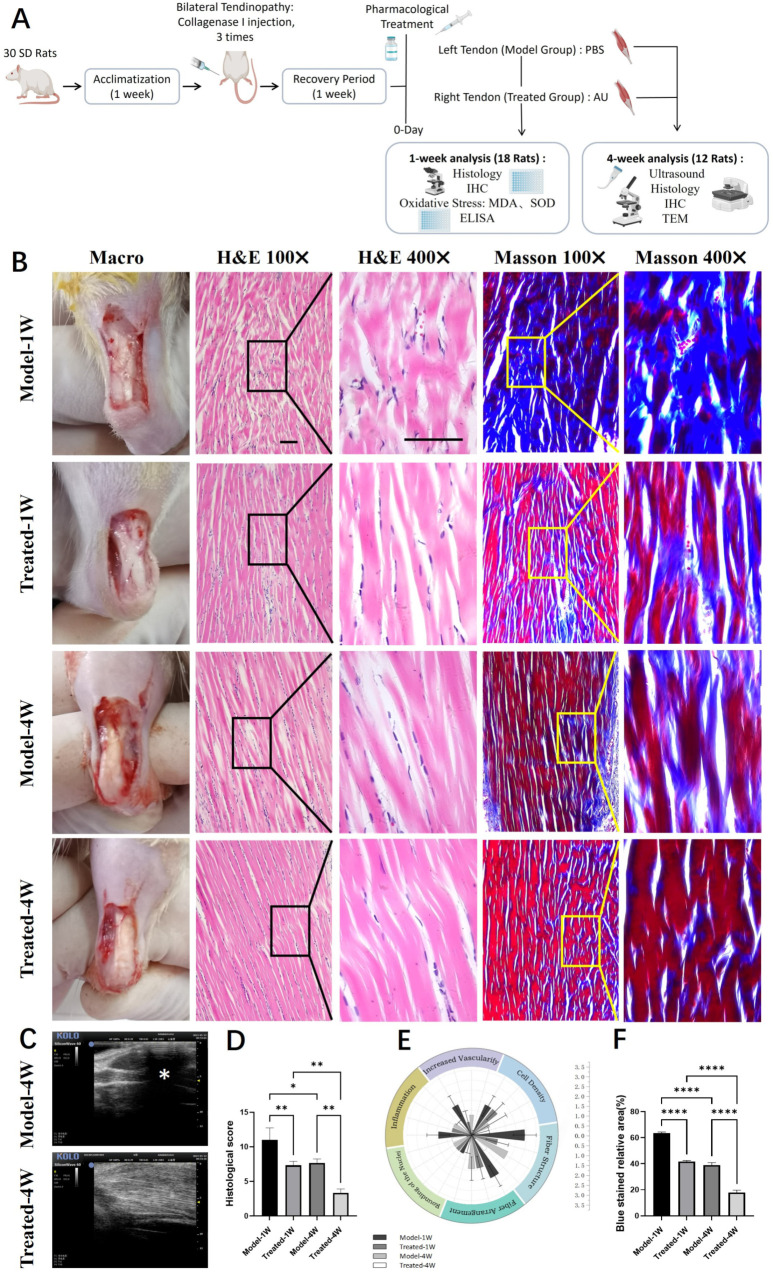Aucubin ameliorates tendon histopathology and collagen organization in a rat tendinopathy model. (A) Schematic diagram of the animal experimental timeline. Schematic diagram was created in BioRender (Zhang, G., 2026; available at https://BioRender.com/klb9yj3). (B) Representative macroscopic and histological images of tendon sections stained with H&E and Masson‘s Trichrome. (C) Ultrasonographic evaluation of tendon morphology. (D) Total histopathological scores based on a modified Movin grading system (H&E-stained sections) (n = 6). (E) Scores of the six individual parameters from the histopathological evaluation (n = 6). (F) Quantitative assessment of collagen maturity, shown as the relative area of blue staining (indicative of immature collagen) in Masson’s Trichrome-stained sections (n = 6). Scale bar: 100 μm (applies to (B)). Data are presented as mean ± SD. * p < 0.05, ** p < 0.01, **** p < 0.0001.