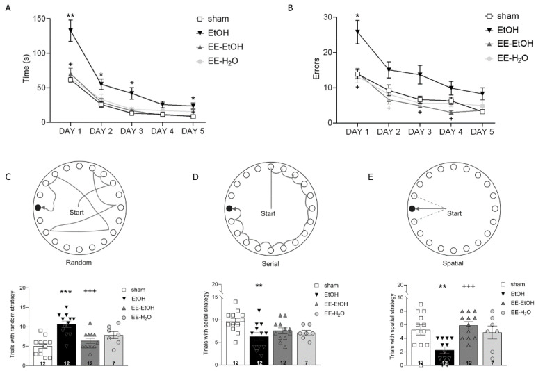 Barnes maze performance; EE recovers EtOH-induced memory impairment. (A) Latency to enter the escape box; time of each training day. (B) Holes visited before finding the escape box (errors); mean errors per day. (C) Random, (D) serial, or (E) spatial strategy chosen by each group (sham, EtOH, EE-EtOH and EE-H2O). Data are expressed as mean ± SEM. n = 12. * significance sham vs. EtOH, EE-EtOH, and EE-H2O (** p ≤ 0.01; *** p ≤ 0.001). + significance EtOH vs. EE-EtOH and EE-H2O (+++ p ≤ 0.001). Each symbol represents one mouse.