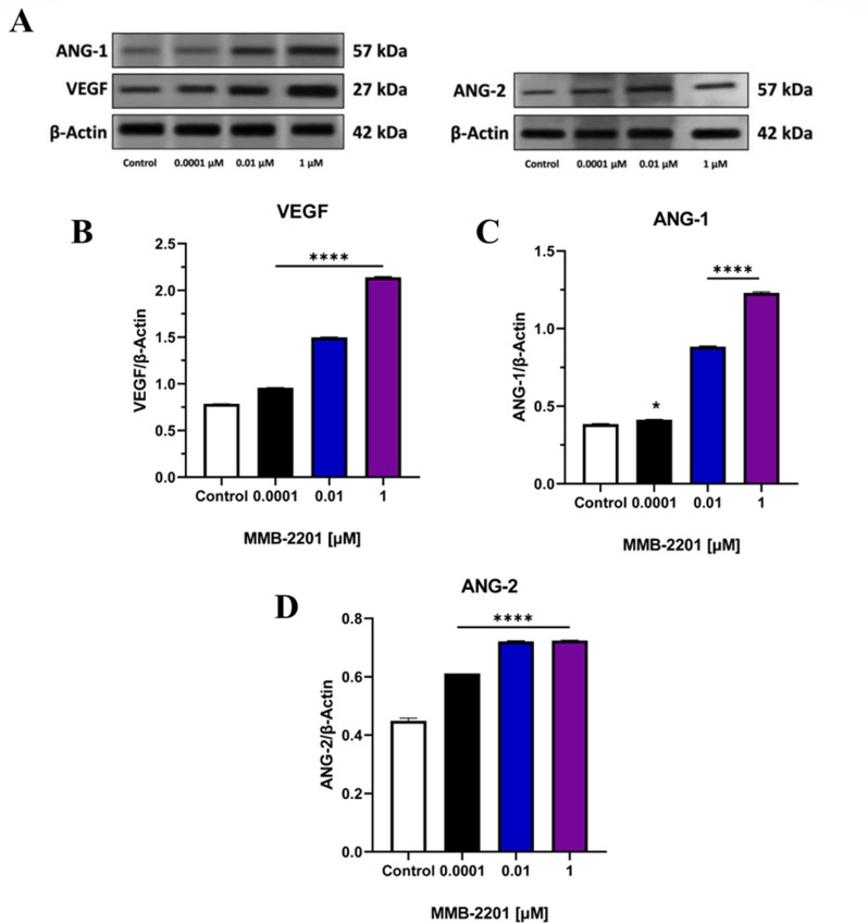 The synthetic cannabinoid MMB-2201 elevated the intracellular expression of VEGF, ANG-1, and ANG-2 in endothelial cells. The protein levels were analyzed using western blot analysis and specific primary antibodies. (A) Representative blot showing the results. Quantification of the expression levels of (B) VEGF, (C) ANG-1, and (D) ANG-2. Data are presented as mean ± SEM (n = 3). (*) indicates p < 0.05. (****) indicates p < 0.0001