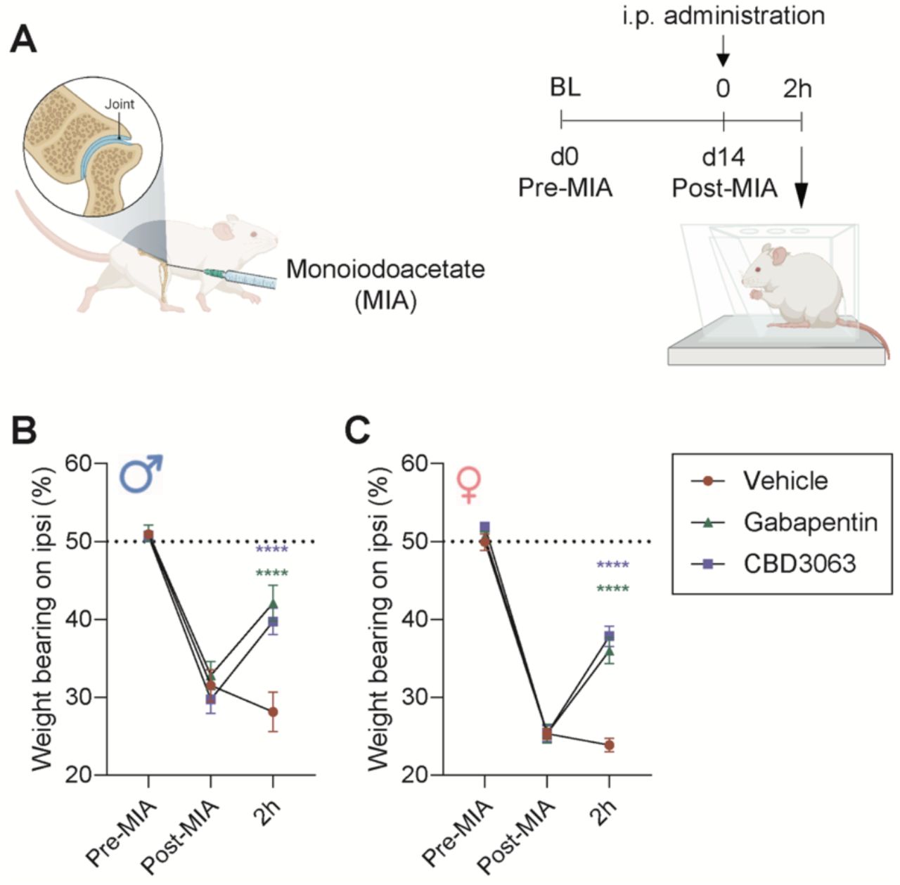 MIA-induced functional weight bearing deficits are improved by CBD3063.(A) Weight bearing distribution was assessed at baseline before MIA (pre-MIA), 3 weeks after MIA (post-MIA), and 2hours (2h) after injection of CBD3063 (10 mg/kg), gabapentin (30 mg/kg) or vehicle in male and female rats. MIA induced clear weight bearing asymmetry, seen as less weight born on the injured leg at the post-MIA, for both males (B) and females (C). The dotted line at 50% suggests the level for equal weight distribution between left and right hindleg. Treatment with CBD3063 and gabapentin produced significant increase in the proportion of weight born on the injured leg 2h after injection for both male and female rats. Results were compared using 2-way ANOVA and post-comparison with Tukey’s multiple comparison test, as suggested by; *P<0.05, **P<0.01, ***P<0.001. Error bars suggest Mean ± S.E.M. N=5 pr gender and treatment group.