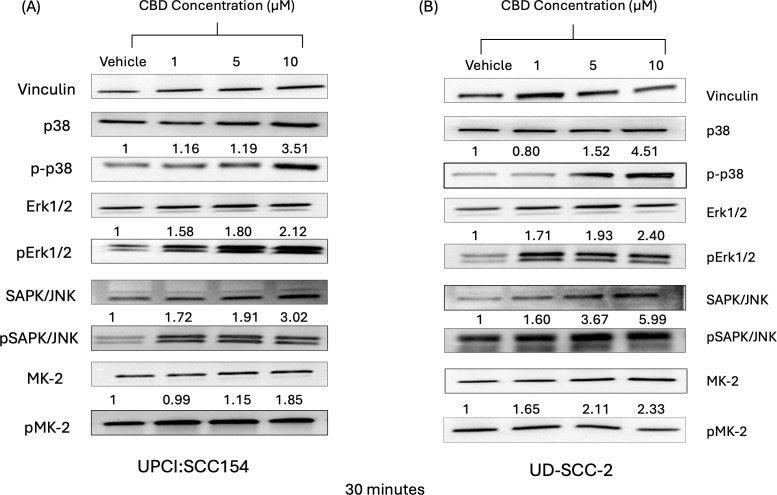 CBD treatment promote activation of markers of MAPK pathway in HPV-positive HNSCC cells. Western blot analysis of MAPK pathway markers like p38, ERK1/2, JNK/SAPK and MK2 and it’s signaling after treatment with 10 μM of CBD in HPV-positive HNSCC cells (A) UPCI: SCC154 and (B) UD-SCC-2 for 30 minutes.