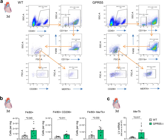 Impact of GPR55 deficiency on cardiac macrophage expansion following MI. (a) Representative gating for flow cytometric quantification of F4/80+ macrophages and CD206+ as well as MERTK+ populations in WT and GPR55−/− hearts. (b) Quantification of total macrophage counts and subsets 3 days post-MI in WT and GPR55−/− mice. (c) LV Mertk gene expression in WT and GPR55−/− mice 3 days post-MI relative to no MI WT. Bars indicate mean ± SE (n = 5–10/group) (Student’s t-test).