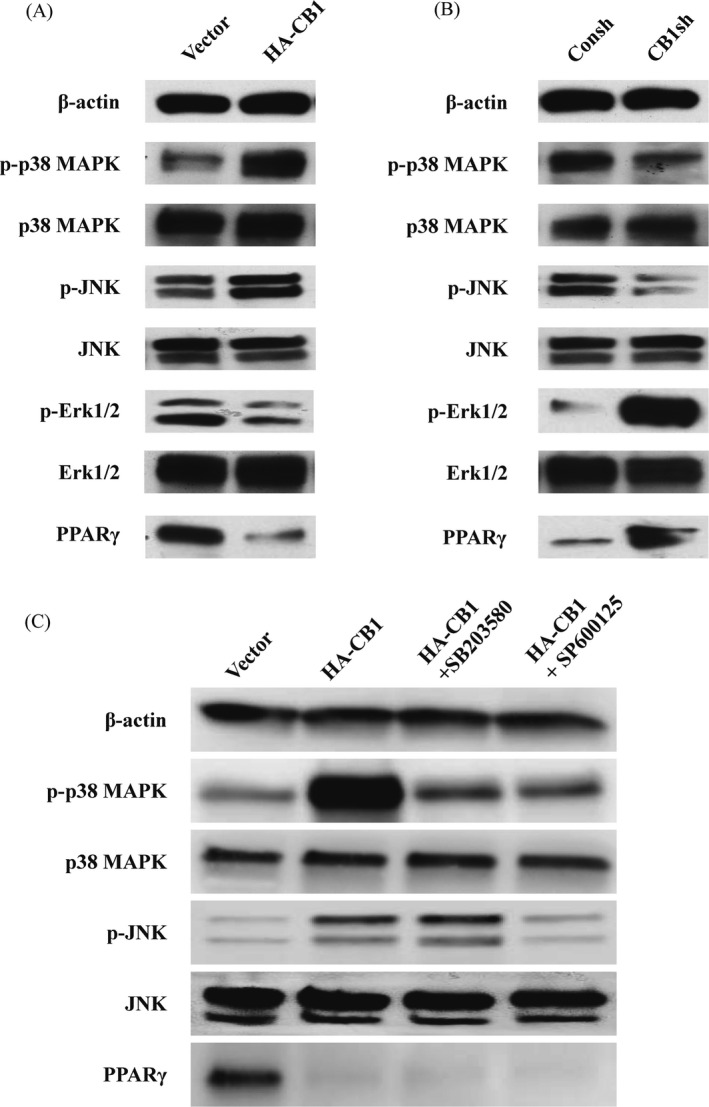 The effect of CB1 on MAPK signal pathways and PPAR‐γ in PDLSCs. A, Western blot results showed the expression of phosphorylated p38 MAPK, JNK, and Erk1/2, along with p38 MAPK, JNK, Erk1/2 and PPAR‐γ in the CB1‐overexpressing PDLSCs compared to the control group. B, Western blot results showed the expression of phosphorylated p38 MAPK, JNK and Erk1/2, along with p38 MAPK, JNK, Erk1/2 and PPAR‐γ in the CB1sh PDLSCs compared to the control group. C, 20 µM SB203580 or 20 µM SP600125 was used to treat the CB1‐overexpressing PDLSCs for 2 h. Western blot results showed the expression of phosphorylated p38 MAPK and JNK, along with p38 MAPK, JNK and PPAR‐γ in PDLSCs. β‐actin was used as an internal control