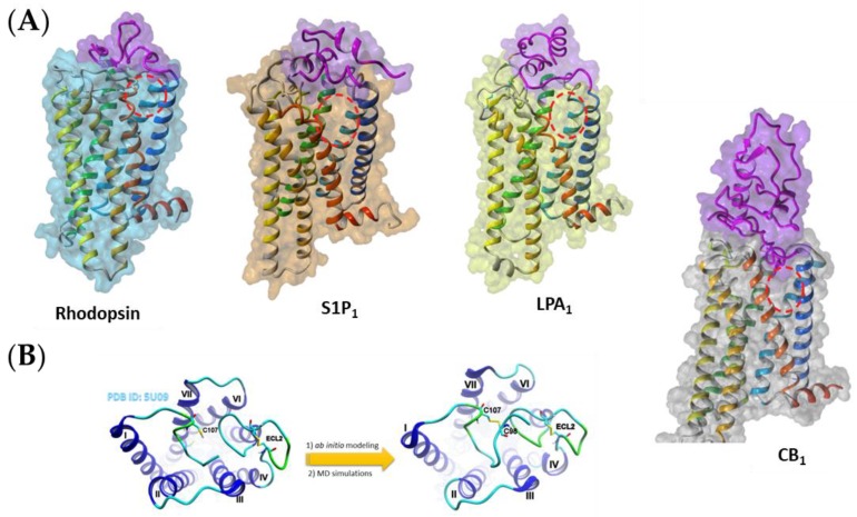 (A) The examples of hydrophobic ligand-binding G protein-coupled receptors (GPCRs). The N-terminal domain (purple) prevents the ligand access from the extracellular side. Instead, the possible entrance to the ligand binding site is located between helices TM1 and TM7 (red dashed ovals). (B) Modeling of a few residues in the N-terminal part of CB1 containing important disulfide bridge. For comparison, on the right, one of the probable conformations of the whole N-terminus of CB1 is shown.
