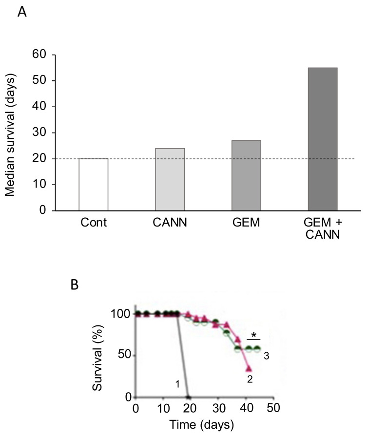 Effects of combining chemotherapy with a nutraceutical agent: Cannabidiol. (A) Survival data (median values) for KPC mice treated with cannabidiol (CANN), gemcitabine (GEM) and their combination, in comparison with control (Cont) marked by the dotted horizontal line. Compared with Cont, the combination produced a significantly bigger effect. Although there was a noticeable difference between the effects of the combination and GEM, statistical analysis was not available. Data obtained from the Kaplan–Meier analyses of Ferro et al. [277], where further details can be found. (B) In vivo treatment of mice (KPC model) with a non-psychoactive derivative of cannabis, FBL-03G (2), combined with radiation therapy (3), compared with control (1). A radiosensitizer was present in the background. A significantly beneficial effect on survival of the combination was observed after some 40 days of treatment (p < 0.05, 3 vs. 2) (*). Modified from Moreau et al. [278].