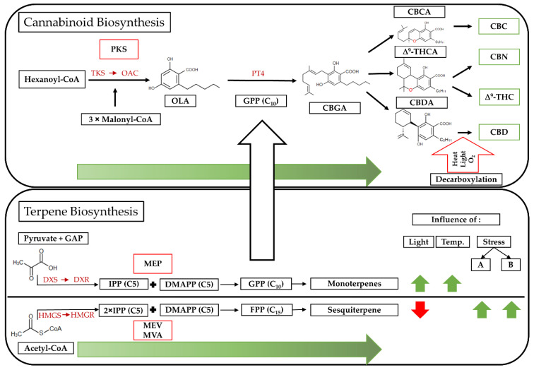 Simplified Cannabis and Terpene Biosynthesis based on [1,3,11,24,25]. Pathways are outlined in red, and important enzymes are highlighted in red. CBCA: Cannabichromenic acid; CBC: Cannabichromene; Δ9-THCA: Δ9-Tetrahydrocannabinolic acid; Δ9-THC: Δ9-Tetrahydrocannabinol; CBN: Cannabinol; CBDA: Cannabidiolic acid; CBD: Cannabidiol.