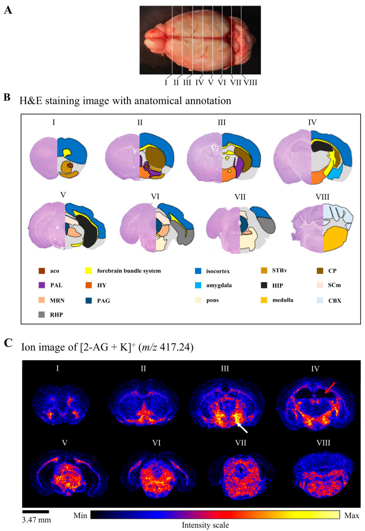 2-AG levels are highest in the HY and lowest in the HIP from the forebrain to the cerebellum. (A) Schematic of the location of the sections (from I to VIII) from the forebrain to the cerebellum. The interval between each section is approximately 1200 µm. (B) H&E images (I to VIII) with anatomical annotation, following Allen Brain Atlas (https://atlas.brain-map.org/, accessed on 1 November 2022). (C) Ion images of 2-AG distribution in corresponding coronal brain sections (I to VIII). The 2-AG signal intensity of the corresponding area is displayed according to the rainbow colors. The white and red arrows indicate the highest and lowest 2-AG levels, respectively (scale bar: 3.47 mm). aco: anterior commissure, olfactory limb, STRv: striatum ventral region, CP: caudate putamen, PAL: pallidum, HY: hypothalamus, HIP: hippocampal region, SCm: superior colliculus, motor-related, MRN: midbrain reticular nucleus, PAG: periaqueductal gray, CBX: cerebellar cortex, RHP: retrohippocampal region.
