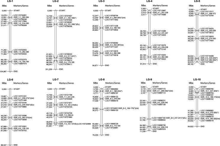 Individual linkage groups in the Cannabis genome (n = x = 10) with the physical position and genetic information of the selected SSR markers. Basic information on intergene and intragene sites, including intron/exon positions of SSR markers, and their corresponding physically linked genes are also reported (marker loci found to be polymorphic among all the three explored genomes are marked with an asterisk).