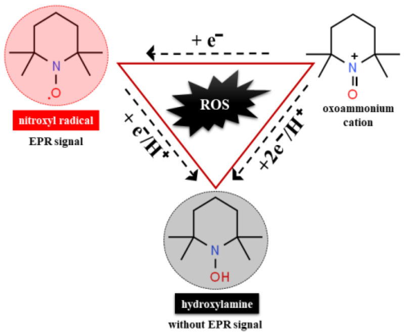Redox reaction of nitroxides. The hydroxylamine form is a result of one step reduction process of the nitroxide and radical reduced by one electron transfer. The oxidizing path involved by oxidation to the oxoammonium cation. Only paramagnetic states of nitroxide radicals provide MRI or EPR contrast. Diamagnetic forms hydroxylamine and oxoammonium cation are not detectable with both MRI and EPR. [Adapted with permission from Georgieva E. et al., 2017, [121]].