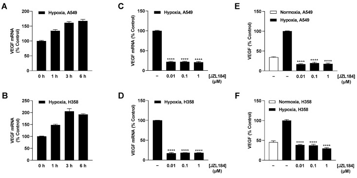 Effect of JZL184 on VEGF mRNA and protein expression in hypoxic A549 and H358 cells. Following the onset of hypoxia, A549 and H358 cells were incubated for the indicated times (A,B) or with vehicle or JZL184 for 6 h (C,D) or 48 h (E,F). Percentage values given refer to zero time (A,B) or to vehicle-treated hypoxic A549 and H358 cells (C–F), each set to 100%. For determination of protein (E,F), a vehicle-treated normoxic cell group was included to define the hypoxia effect. Data represent mean ± SEM of n = 6 (A–D), n = 8 (E), or n = 12 (F). **** p ≤ 0.0001 vs. vehicle-treated hypoxic cells 6 h (C,D) or 48 h (E,F); one-way ANOVA with Dunnett´s post hoc test.