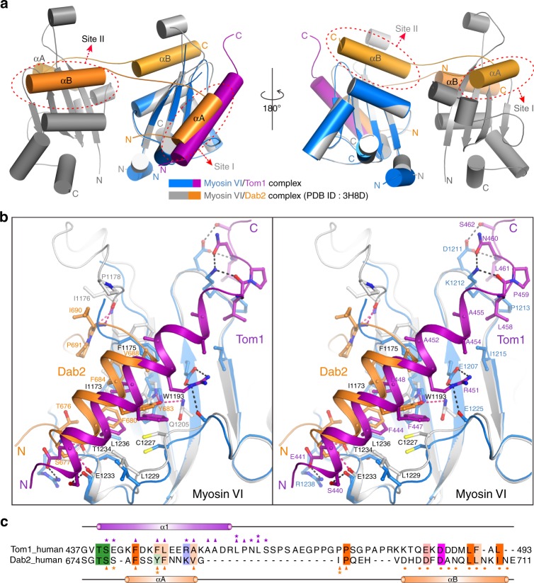 Comparisons of the Myosin VI/Tom1 and Myosin VI/Dab2 complexes. a The comparison of the overall structures of the Myosin VI/Dab2 complex (gray-orange, PDB ID: 3H8D) and the Myosin VI/Tom1 complex (blue-magenta). In this presentation, the positions of site I and site II in the C-terminal CBD of Myosin VI are further indicted. b Stereo view in the ribbon-stick model showing the comparison of the binding interfaces of the Myosin VI/Dab2 complex and the Myosin VI/Tom1 complex with the same color scheme as in a. The hydrogen bonds and salt bridges involved in the interactions are shown as dotted lines. The binding interface residues of Tom1 and Dab2 are labeled with magenta and orange numbers, respectively. While, the interface residues of the C-terminal CBD of Myosin VI that involved in the interactions with both Tom1 and Dab2, only for the interaction with Tom1 or Dab2, are labeled with black, blue, and gray numbers, respectively. c Structure-based sequence alignment of Tom1(437–493) and the Myosin VI-binding region of Dab2. In this structure-based sequence alignment, the conserved hydrophobic residues, polar neutral residues, positively charged residues and negatively charged residues are colored in orange, green, blue, and magenta, respectively. Key interface residues of Tom1 involved in the interaction with the site I of the C-terminal CBD of Myosin VI through the polar interactions and the hydrophobic interactions are further labeled with magenta stars and triangles, respectively, and that of Dab2 are highlighted with orange stars and triangles. Meanwhile, key interface residues of Dab2 that are critical for binding to the site II of the C-terminal CBD of Myosin VI, are labeled with orange dots