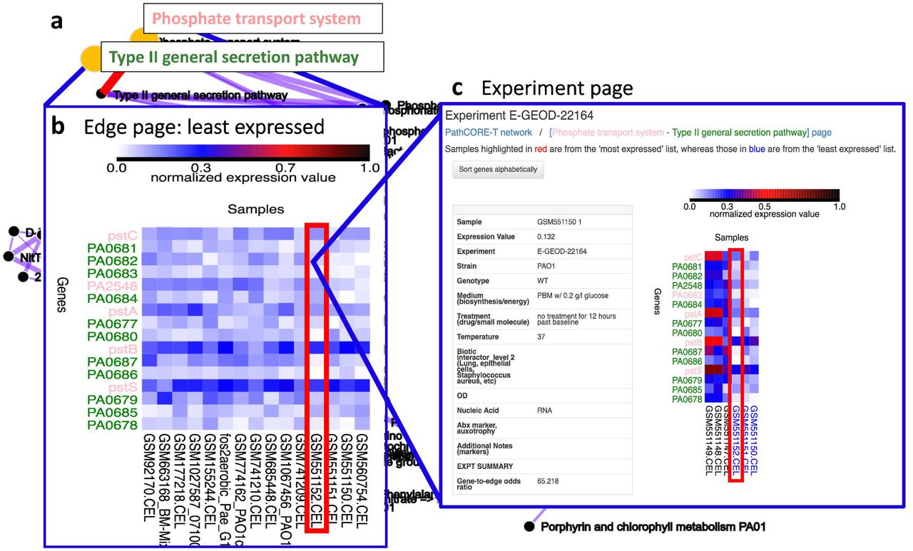 A web application used to analyze pathway-pathway relationships in the eADAGE-based, P. aeruginosa KEGG network.(a) A user clicks on an edge (a pathway-pathway relationship) in the network visualization. (b) The user is directed to a page that displays expression data from the original transcriptomic dataset specific to the selected edge (https://goo.gl/Hs5A3e). The expression data is visualized as two heatmaps that indicate the fifteen most and fifteen least expressed samples corresponding to the edge. To select the “most” and “least” expressed samples, we assign each sample a summary “expression score.” The expression score is based on the expression values of the genes (limited to the top twenty genes with an odds ratio above 1) annotated to one or both of the pathways. Here, we show the heatmap of least expressed samples specific to the [Phosphate transport - Type II general secretion] relationship. (c) Clicking on a square in the heatmap directs a user to an experiment page (https://goo.gl/KYNhwB) based on the sample corresponding to that square. A user can use the experiment page to identify whether the expression values of genes specific to an edge and a selected sample differ from those recorded in other samples of the experiment. In this experiment page, the first three samples (labeled in black) are P. aeruginosa “baseline” replicates grown for 72 h in drop-flow biofilm reactors. The following three samples (labeled in blue) are P. aeruginosa grown for an additional 12 h (84 h total). Labels in blue indicate that the three 84 h replicates are in the heatmap of least expressed samples displayed on the [Phosphate transport – Type II general secretion] edge page.