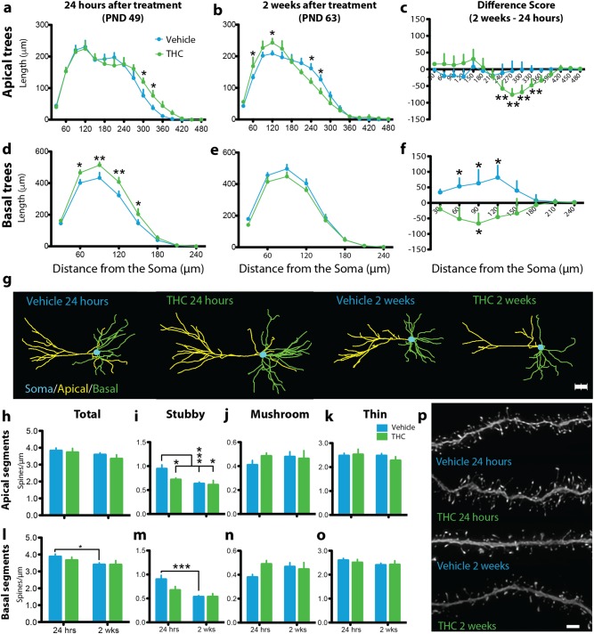 Adolescent THC exposure altered the dendritic arborization, spine density, and developmental trajectory of layer III prelimbic (PrL) pyramidal neurons. a Adolescent THC significantly increased distal apical dendritic arborization in early adolescence (24 h after drug treatment). b In early adulthood (2 weeks after drug treatment), a significant allostatic reversal resulting in atrophy was observed in distal apical trees accompanied by the emergence of significantly increased proximal branching. c Between time points, vehicle-treated animals (VEH) exhibited no difference in apical arbor complexity while THC-treated animals (THC) exhibited a significant decrease in distal apical branching complexity. d Adolescent THC exposure significantly increased basal dendritic arborization 24 h after drug treatment. e Two weeks after drug treatment, a non-significant allostatic reversal was observed in basal trees. f Vehicle-treated animals exhibited significantly increased basal arbor complexity between time points, whereas THC-treated animals exhibited significantly decreased basal apical branching complexity. g Representative dendrograms of traced PrL pyramidal neurons. h No significant differences were observed in total apical dendritic spine density. i Vehicle-treated subjects exhibited significant pruning of stubby apical dendritic spines between time points, whereas THC-treated subjects exhibited premature pruning. j No significant differences in apical mushroom spine density were observed. k No significant differences in apical thin spine density were observed. l Vehicle-treated subjects exhibited significant pruning of total basal dendritic spines between time points, whereas THC-treated subjects exhibited premature pruning. m Vehicle-treated subjects exhibited significant pruning of stubby basal dendritic spines between time points, whereas THC-treated subjects exhibited premature pruning. n No significant differences in basal mushroom spine density were observed. o No significant differences in basal thin spine density were observed. p Representative deconvolved basal dendritic branches from all treatment conditions. *P ≤ 0.05, **P ≤ 0.01, ***P ≤ 0.001. Data shown as mean + SEM a–b, d–e, h–o. Data represent the difference between 2 weeks and 24 h, shown as mean + standard error of the difference between treatments c, f. Scale bar = 2 μm p