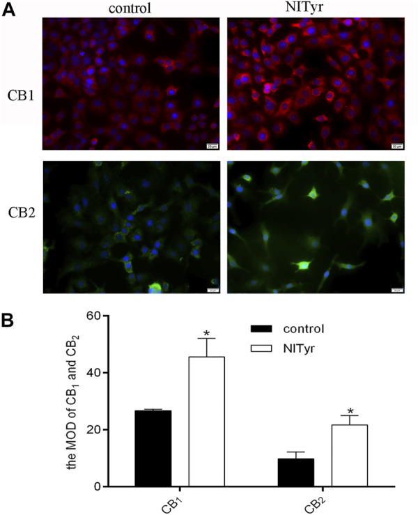 NITyr upregulated CB1 and CB2 expressions. (A) Immunofluorescence assay detected the expression of CB1 and CB2 proteins. (B) The immunofluorescence images were statistically analyzed. The above experiment was conducted at least three times. *p < 0.05 compared to the control group.