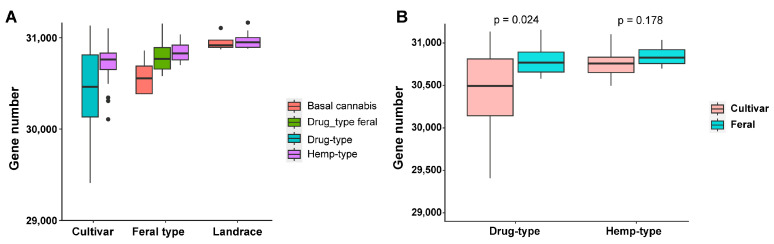 Number of genes in Cannabis samples. (A) The number of genes in different types of Cannabis samples. (B) The number of genes in drug types and hemp types; the colors represent wild varieties and cultivated varieties, respectively. Gene loss was observed during domestication.