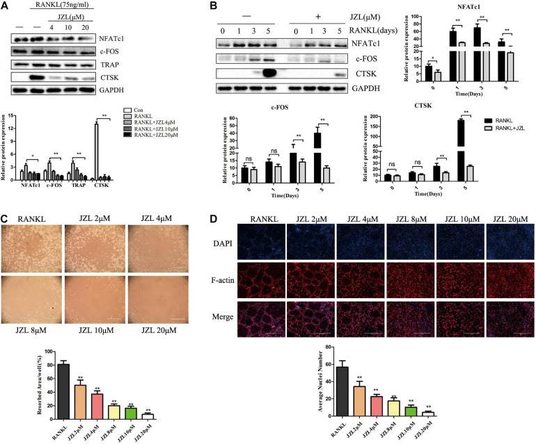JZL184 inhibits RANKL-induced osteoclast-specific protein expression and osteoclast function. (A) BMMs were incubated with different concentrations of JZL184 or (B) stimulated with JZL184 (20 μM) for the indicated times in the presence of RANKL (75 ng/ml) and M-CSF (30 ng/ml), and the expression of osteoclast-specific protein was assessed by Western blotting. (C) Mature osteoclasts were seeded in Corning Osteo Assay strip wells and stimulated with different concentrations of JZL184 in the presence of RANKL (75 ng/ml) and M-CSF (30 ng/ml) for 3 days. Representative images of the resorption pits are shown. (D) BMMs stimulated with the indicated concentrations of JZL184 were plated on bone slices in the presence of RANKL (75 ng/ml) and M-CSF (30 ng/ml) for 7 days. Representative F-actin images are shown. Data are presented as means ± SD of three independent experiments. *P < 0.05 and **P < 0.01 vs. the vehicle.