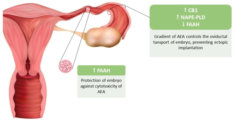Expression of CB1 receptor, FAAH, and NAPE-PLD enzymes during preimplantation embryo development and migration through the fallopian tube. The high expression of CB1 receptors and NAPE-PLD enzyme in the oviduct, corresponding to a high endocannabinoid tone, protects against the ectopic implantation of the embryo during development and migration to the uterine cavity. The high expression of FAAH enzyme by the embryo counteracts the cytotoxic effect of anandamide. Abbreviations used: AEA: anandamide; CB1: cannabinoid receptor type 1; FAAH: fatty acid amide hydrolase; NAPE-PLD: N-acyl phosphatidylethanolamine-specific phospholipase D.