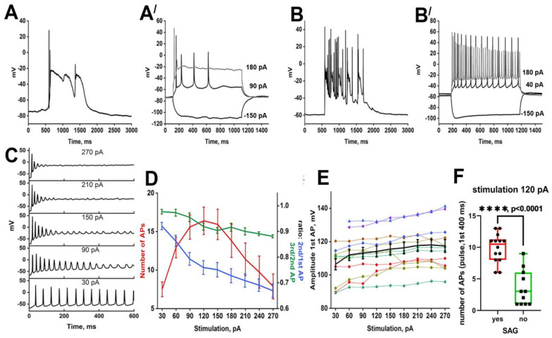 PDS structure and responses of two representative neurons (A,Aʹ and B,Bʹ) to different stimulations; (C) The response of a representative neuron to gradual depolarizing current injections; (D) Dependence of the number of APs, 1st AP amplitude/2nd AP amplitude, and 1st AP amplitude/3rd AP amplitude ratios on injection current amplitude. The mean values are shown in graphs; (E) The dependence of the first AP amplitude on stimulation amplitude; (F) The comparison of the number of APs during the first 400 ms of 120 pA current injection in neurons with and without HCN-currents. Student t-test. p < 0.0001 (****). Different colors of the curves in figures (D,E) demonstrate different representative neurons analyzed in the experiments.