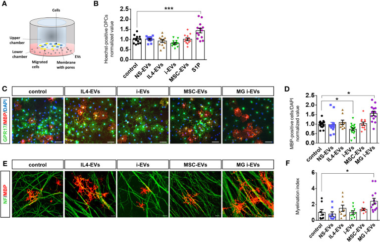 EVs derived from macrophages do not promote OPC migration and differentiation. (A) Scheme of the chemotactic assay. (B) The bar graph shows the percentage of migrated OPCs after an overnight exposure to NS-EVs, i-EVs, IL-4-EVs, or MSC-EVs from macrophages with respect to control OPCs. S1P was used as positive control. The number of migrated Hoechst+ cells was counted in 60 optical fields at 20X magnification (N=3, four replicates; One-way Anova p<0,0001 with Holm Sidak’s multiple comparisons test). (C) Representative images of MBP (red), GPR17 (green and DAPI (blue) staining in control OPCs or OPCs exposed to EVs derived from macrophages treated as in (B) (Scale bars, 50 μm). (D) Bar graphs shows quantification of MBP+ cells in control OPCs or OPCs exposed to EVs from macrophages with the four distinct phenotypes (N=4, three-fiver replicates; Kruskal-Wallis test p<0,0001 with Dunn’s multiple comparisons test). Microglia-derived i-EVs (MG i-EVs) were used as positive control. (E) Representative images of OPC-DRG co-cultures maintained in control conditions or exposed to IL4-EVs, i-EVs or MSC-EVs and stained for MBP (red) and neurofilament (NF, green) (Scale bars, 20 μm). (F) Myelination index (MBP staining/NF staining) under experimental conditions as in (E) (N=3, three replicates; Kruskal-Wallis test p=0.0069 with Dunn’s multiple comparisons test).