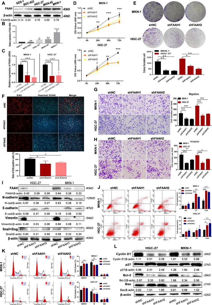 Interfering with FAAH inhibits the malignant phenotype of GC cells in vitro.Detection of FAAH expression in GC cell lines, and normal gastric epithelial cells by (A) western blotting and (B) qRT-PCR. C Knockdown efficiency of FAAH in lentiviral stably transfected cells. D CCK-8 was used to detect the proliferation of GC cells after interference with FAAH. E Cell colony formation assay. F Proportion of cells in the proliferation phase (labelled with red fluorescence) after interference with FAAH was detected by EdU. Transwell assay was used to evaluate the ability of (G) migration and (H) invasion after interference with FAAH. I Changes of EMT-related markers after FAAH knockdown. Flow cytometry was used to detect (J) proportion of apoptotic cells and (K) cycle distribution after interference with FAAH. L Changes of apoptosis and cycle-related proteins after FAAH interference. *p < 0.05, **p < 0.01, ***p < 0.001.