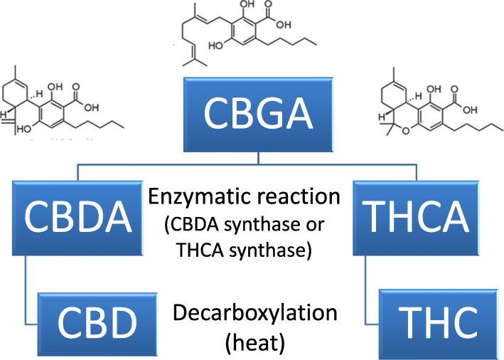 Relationships of major cannabinoids. Cannabidiol acid (CBDA) and Tetrahydrocannabinol acid (THCA) are synthesized from Cannabigerolic acid (CBGA) by enzymatic reaction. These acidic molecules are changed to the more commonly known forms by decarboxylation, usually by applying heat