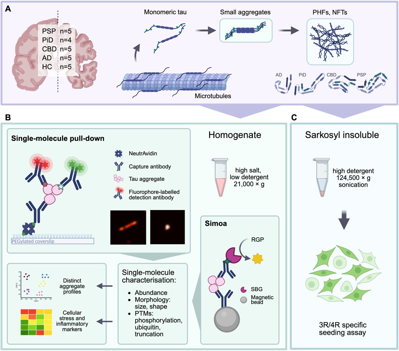 : Schematic overview of experimental strategy for tau aggregate characterisation across tauopathies. (A) Tau aggregation proceeds from monomeric tau through small aggregates to mature, fibrillar inclusions such as paired helical filaments (PHFs) and neurofibrillary tangles (NFTs). Distinct folds of the late-stage insoluble tau filaments are associated with different tauopathies, as revealed by cryo-EM. In this study, we asked whether disease-specific differences are already apparent at the level of small tau aggregates. To address this, we analysed tau species retained in the brain homogenate (high salt, low detergent). (B) Small tau aggregates were profiled using two complementary single-molecule methods. The single-molecule pull-down assay captures and images individual tau aggregates using total internal reflection fluorescence (TIRF) microscopy, enabling direct visualisation and quantification of their morphology and post-translational modifications. In parallel, Simoa provides digital, ultrasensitive quantification of epitope-specific aggregates using bead-based immunoassays. Both approaches use a monoclonal antibody sandwich that selectively detects tau species containing at least two epitopes (≥ dimers), excluding monomeric tau. (C) Sarkosyl-insoluble aggregates were assessed in a 3R/4R tau biosensor assay to measure isoform-specific seeding capacity. Aggregate features were linked to disease-specific profiles of cellular stress and inflammatory markers, enabling mechanistic insights into tauopathy heterogeneity.
