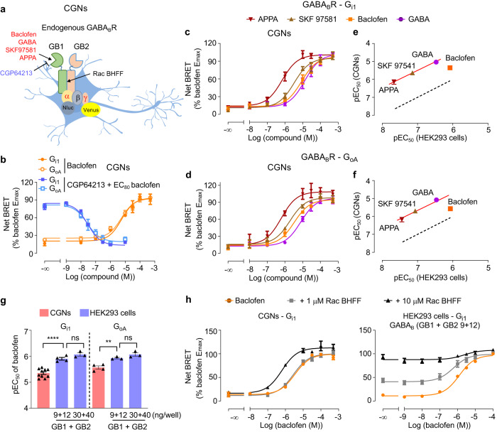 Lower agonist potencies of the endogenous GABAB receptor in CGNs.a Scheme of the GABAB receptor, made of GB1 and GB2 subunits, in CGNs and its various specific ligands (agonist, red; antagonists, blue; PAM, black). b Change of BRET signal induced by the GABAB receptor antagonist CGP64213 in presence of 20 μM baclofen (EC80) or different doses of baclofen in CGNs measured by Gi1 or GoA sensor. c, d Change of BRET ratio induced by various GABAB receptor agonists measured by Gi1 (c) or GoA (d) sensor. e, f Correlation of the agonist potencies (pEC50) between HEK293 cells and CGNs determined by the Gi1 (e) or GoA (f) BRET sensors. Dotted line is the correlation of pEC50 determined with HEK293 cells. Red line is fit of pEC50 in CGNs with the same slope as the dotted line. g The pEC50 of baclofen in CGNs and transfected HEK293 cells with indicated amount of GB1 and GB2 measured by Gi1 or GoA sensor. Data are mean ± SEM from at least three biologically independent experiments each performed in triplicate and analysed using one-way ANOVA with a Dunnett’s post-hoc multiple comparison test to determine significance. The n number of Gi1 and GoA group for CGNs, and HEK293 cells transfected with the indicated amount of GB1 and GB2 are 10, 4, 3, and 4, 3, 3, respectively. ****p < 0.0001, **p < 0.01 and not significant (ns). h Change of BRET ratio induced by baclofen with or without indicated concentrations of the GABAB PAM Rac BHFF in transfected HEK293 cells and CGNs measured by Gi1 sensor. Data are normalized to maximum of baclofen response and mean ± SEM from at least three biologically independent experiments each performed in triplicate in (b–d) and (h). b n = 3; c n = 6; d n = 4; h CGNs n = 3, HEK293 cells n = 4. The raw data and p-values are available in source data provided as a Source Data file.