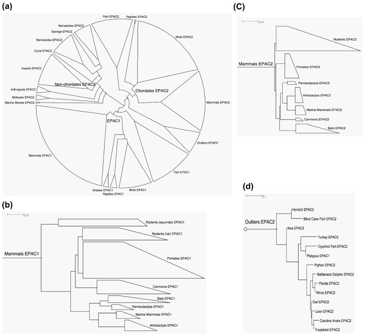 Phylogenetic analyses of EPAC1 and EPAC2. (a) Unrooted cladogram of EPAC1 and EPAC2. (b) Rooted phylogram of mammalian EPAC1. (c) Rooted phylogram of mammalian EPAC2. (d) Rooted phylogram of EPAC2 outliers. Scale bars: 0.01 or 0.1 represents 1 aa substitution per 100 or 10 aa, respectively.