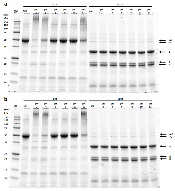 SDS-PAGE profile of HPC following pH shifting alone (a) and HPC following treatment with the combination of US with pH shifting (b). Samples were prepared with (+DTT) or without (−DTT). Std: molecular weight marker (kDa). HPC constituents: A/B (48 kDa) for Edestin; A, the acidic subunit (34 kDa), B, the basic subunit (20 and 188 kDa) for Edestin; 7S (46 kDa) for 7S globulin.