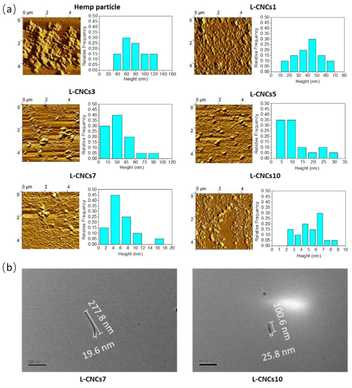 (a) AFM image and height of hemp particle and L-CNCs samples. (b) TEM image of rod-like L-CNCs7 and L-CNCs10 particle.