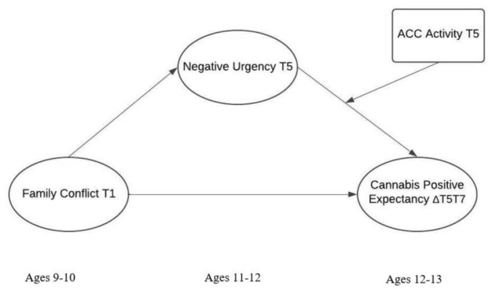 Conceptual model of study hypotheses. Note: ACC = anterior cingulate cortex; T1 or baseline = time‐point one; T5 = time‐point five (24 months after baseline); T7 = time‐point seven (36 months after baseline); ΔT5T7 = time‐point five to time‐point seven latent changes.