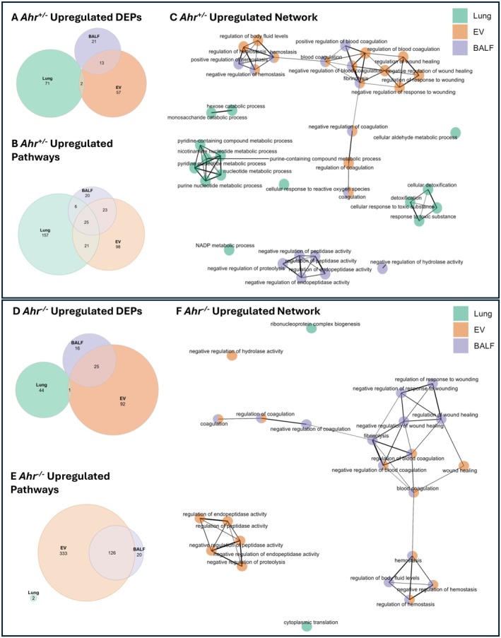 Overlapping and unique upregulated DEPs and pathways across lung compartments in response to cannabis smoke. Venn diagram of upregulated DEPs (A) and pathways (B) in Ahr +/− mice exposed to cannabis smoke versus air. (C) Network analysis of upregulated pathways in Ahr +/−, with each node representing biological processes enriched in lung (green), EVs (orange), or BALF (purple). Venn diagram of upregulated DEPs (D) and pathways (E) in Ahr −/− mice exposed to cannabis smoke versus air. (F) Network analysis of upregulated pathways in Ahr −/−, with each node representing biological processes enriched in lung (green), EVs (orange), or BALF (purple).