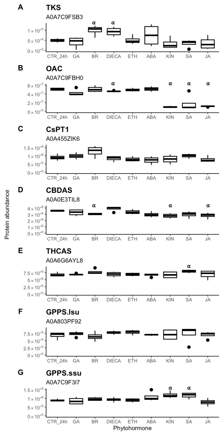 Abundance of key proteins involved in cannabinoid biosynthesis (A–E) and geranyl pyrophosphate synthesis (F,G) in cannabis (Cannabis sativa L.) glandular trichome disc cells when treated in vitro with phytohormones (n = 4). Boxplots represent median, interquartile range, maximum, minimum, and outliers (closed circles). Significance (denoted by ⍺) was determined by two-sample Student’s t-test (p-value < 0.05) by comparing phytohormone treatments to the control (CTR_24h). Abbreviations: ABA, abscisic acid; BR, brassinolide; DIECA, diethyldithiocarbamate; ETH, ethephon; GA, gibberellic acid; KIN, kinetin; JA, jasmonic acid; SA, salicylic acid; TKS, tetraketide synthase; OAC, olivetolic acid synthase; CsPT1, Cannabis sativa aromatic prenyltransferase 1; CBDAS, cannabidiolic acid synthase; THCAS, tetrahydrocannabinolic acid synthase; GPPS.lsu, geranylgeranyl pyrophosphate synthase 1 GPPLsu; GPPS.ssu, geranylgeranyl pyrophosphate reductase GPPSsu. UniProt accession number listed underneath protein names.
