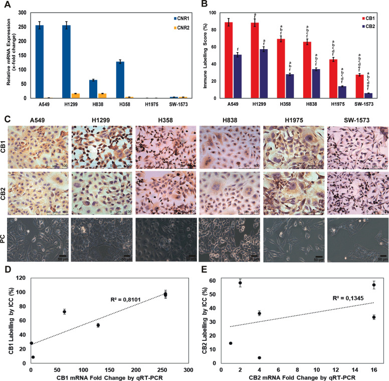 NSCLC cell lines express CB1R.a qRT-PCR analysis for relative mRNA fold change values of CB1R and CB2R genes relative to β-actin. The results are represented with 5% error. b Bar graph presenting the percentage of CB1 and CB2 indirect immune peroxidase-labeled cells with mean ± SEM, (n = 25), a, b, c, d, and e denote p < 0.05 comparing to A549, H1299, H358, H838, and H1975 cells respectively and f refers to p < 0.05 comparing CB2 to CB1 in each cell line, one-way analysis of variance (ANOVA). c Micrographs presenting CB1 and CB2 indirect immune peroxidase-labeled (scale bar, 100 µm) and phase-contrast (PC, scale bar, 50 µm) view of NSCLC A549, H1299, H358, H838, H1975, and SW-1573 cell lines, ×400. d, e Correlation graph of CB1 (d) and CB2 (e) receptor immune labeling and mRNA expression levels (correlation coefficient: R2, p = 0.024, and p = 0.824 respectively with Spearman’s test).