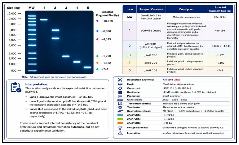 In silico agarose-gel validation of the C. thermocellum pCtPHB1 construct. Lane 1 represents the intact 10,169 bp construct. Lane 2 represents the KflI/XbaI digest, yielding the 6026 bp retained pIKM1 backbone and the 4143 bp complete groEL–phaC–phaA–phaB–terminator expression cassette. Lanes 3–5 represent the individual phaC, phaA and phaB coding-sequence products at 1770, 1182 and 741 bp, respectively.