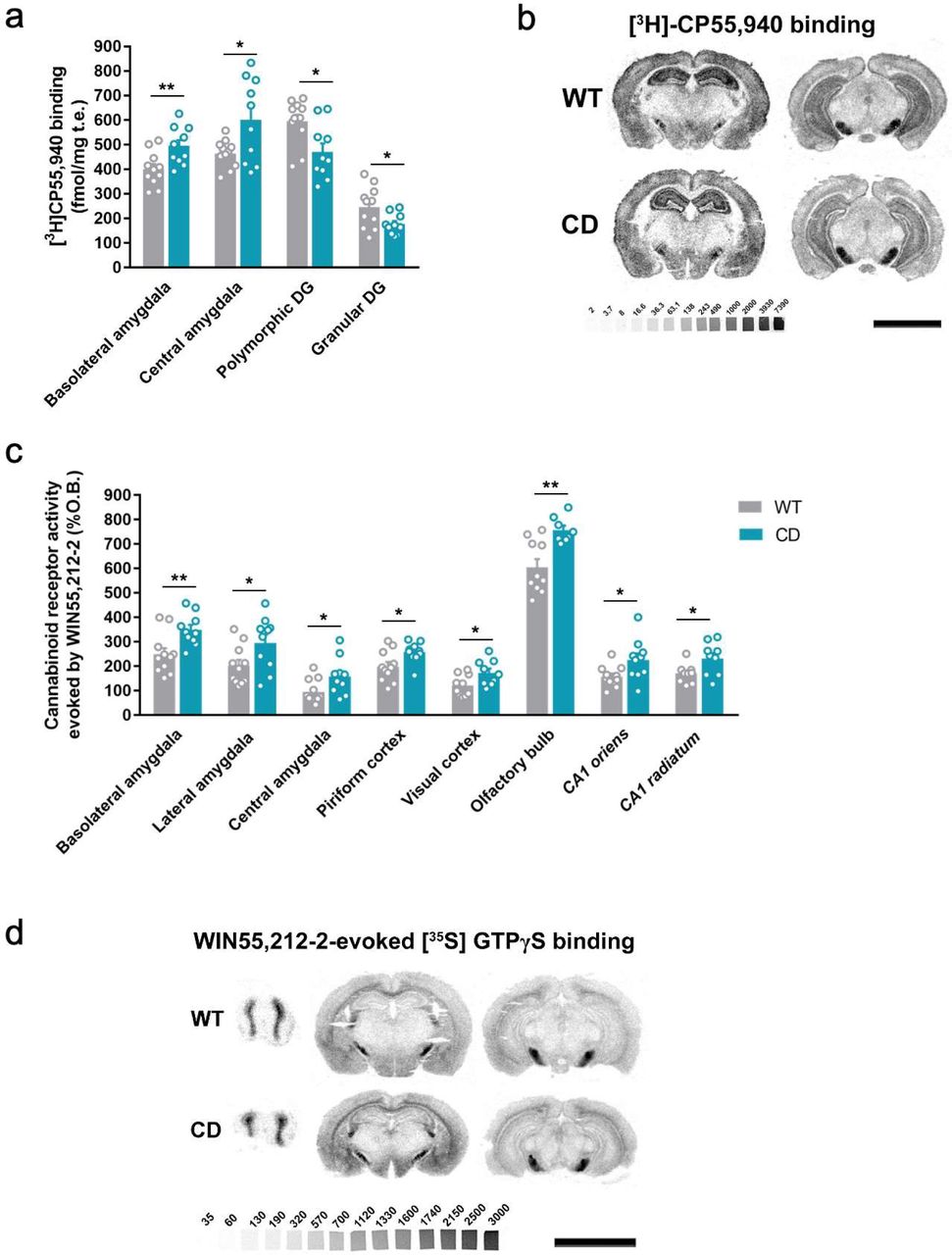 CD mice show alterations in CB1R density and signaling. (a) [3H]CP55,940 binding of brain regions with significant changes in CD mice in comparison to WT littermates (WT, n=12; CD, n=10). (b) Representative images of [3H]CP55,940 binding autoradiography (c) [35S]GTPγS binding evoked by WIN55,212-2 (10 µM) of brain regions with significant changes in CD mice in comparison to WT littermates (WT, n=12; CD, n=10) expressed as percentage of stimulation over the basal binding. (d) Representative images of WIN55,212-2-evoked [35S]GTPγS binding. [14C]- microscales used as standards in Ci/g t.e. Scale bar = 5 mm. Statistical significance was calculated by Student’s t-test. * p<0.05; ** p<0.01; (genotype effect). Data are expressed as mean ± S.E.M.
