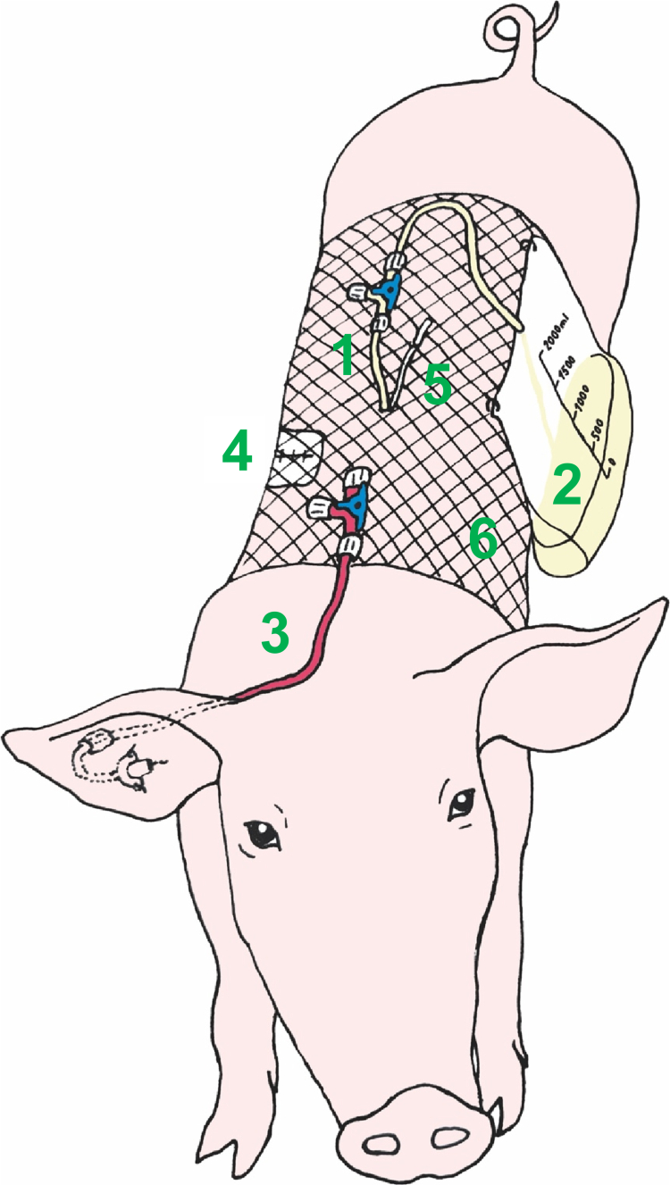 Thoracic lymph duct-cannulated conscious pig model in overview. (1) The thoracic lymph duct catheter was tunneled through the skin on the back of the animal and extended with a three-way stop-cock allowing easy catheter flushing and controlling its patency. (2) The modified urinary bag was used for the lymph collection. (3) The blood catheter, a peripherally inserted central venous catheter (PICC) was extended with a three-way stop-cock used for repetitive blood sampling and intravenous drug administration. (4) Surgical wound after right-sided thoracotomy. (5) Tiny local anesthetics catheter with its tip placed in the surgical wound, tunneled through the skin at the same spot like the lymph catheter and used for the postoperative analgesia. (6) Net elastic bandage used to secure the catheters and the lymph bag. The sterile covers of the blood catheter on the ear and the lymph catheter on the back are not shown in the figure to increase the clarity.